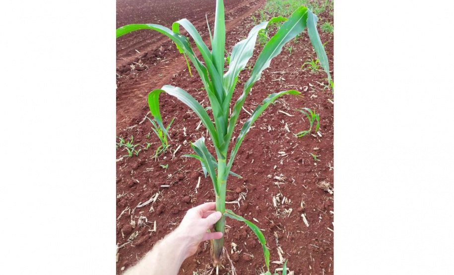 Adapar intensifica monitoramento do enfezamento do milho no Paraná