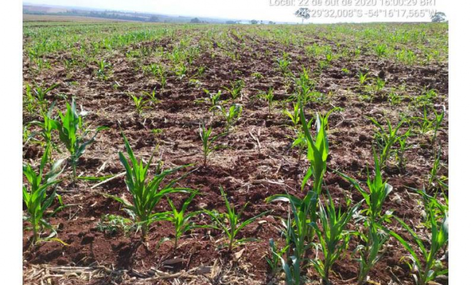 Adapar intensifica monitoramento do enfezamento do milho no Paraná