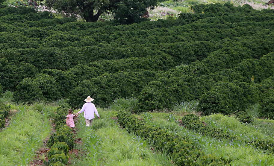 Silvana Santos Marcomini Fávaro, produtora de café