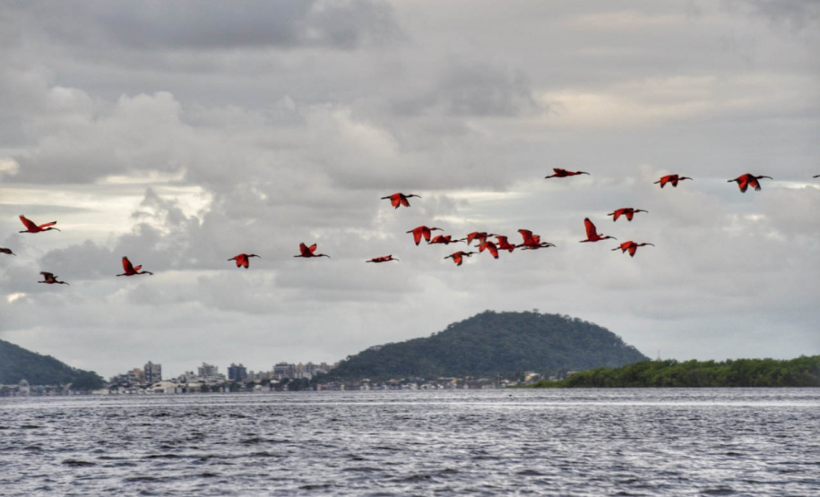 *Veranistas são orientados a respeitar distância dos bandos de guarás no litoral*