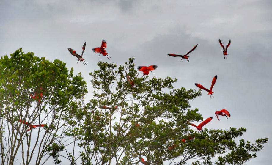 *Veranistas são orientados a respeitar distância dos bandos de guarás no litoral*