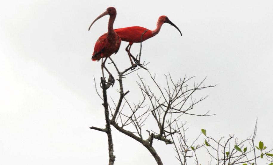 *Veranistas são orientados a respeitar distância dos bandos de guarás no litoral*