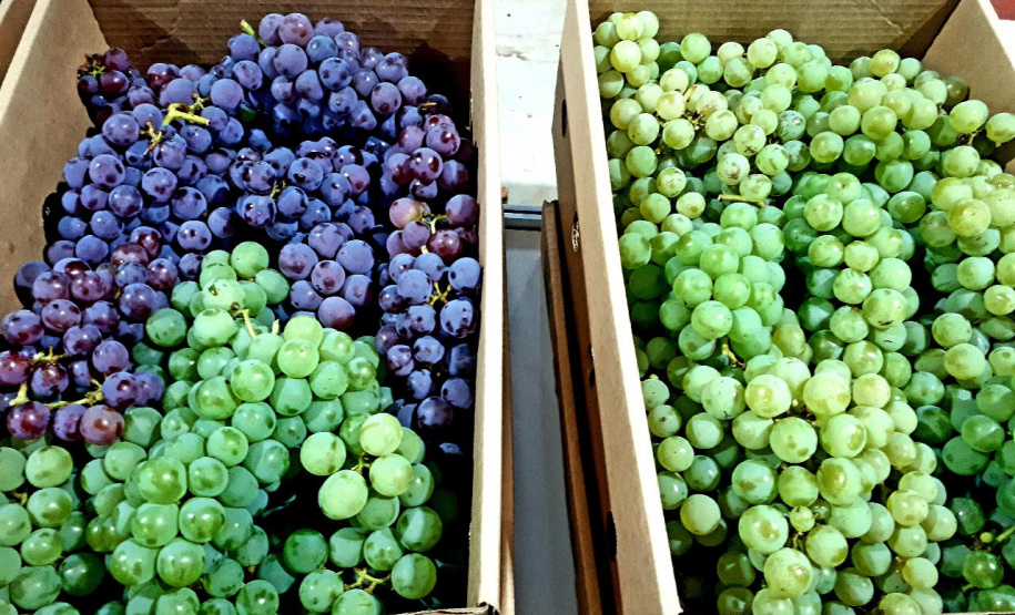 Com participação do Estado, Mariópolis promove a Festa da Uva