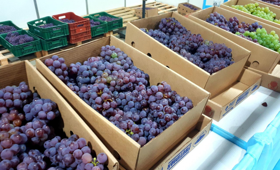 Com participação do Estado, Mariópolis promove a Festa da Uva