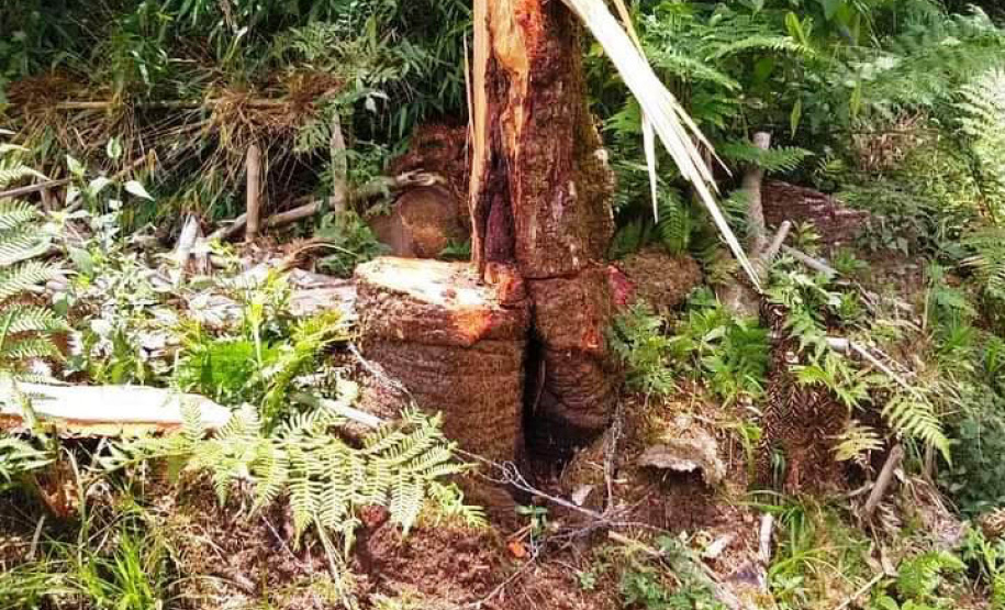 Megaoperação contra desmatamento resulta na prisão de dois homens em General Carneiro