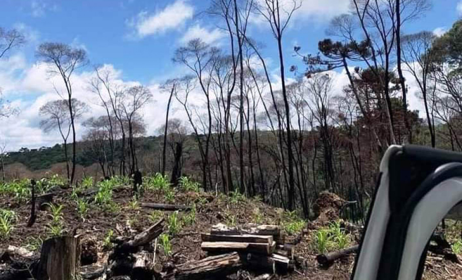 Megaoperação contra desmatamento resulta na prisão de dois homens em General Carneiro