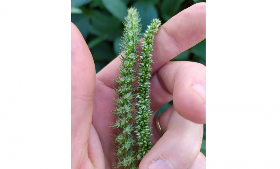 Adapar divulga plano de ação para monitorar planta daninha exótica