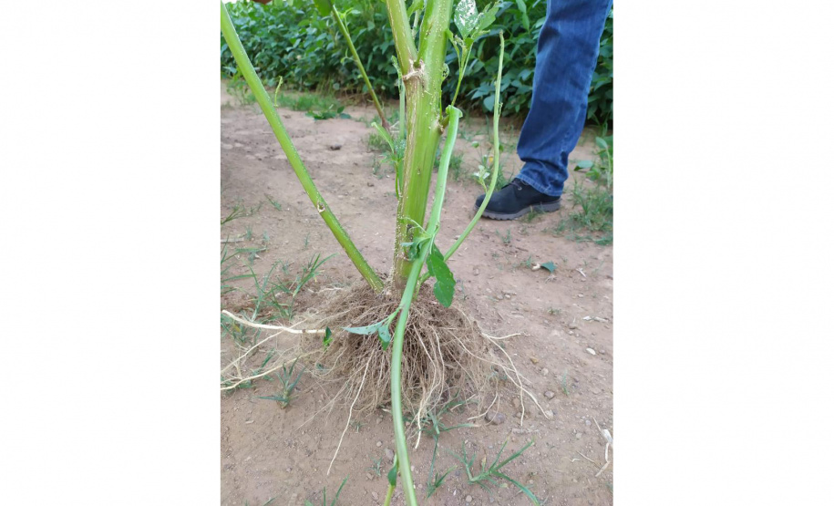 Adapar divulga plano de ação para monitorar planta daninha exótica