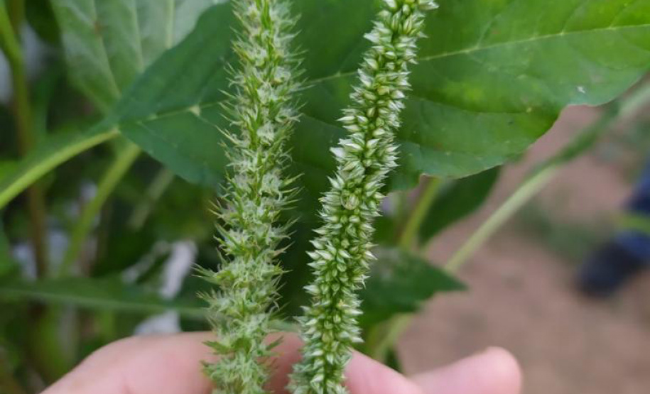 Adapar divulga plano de ação para monitorar planta daninha exótica