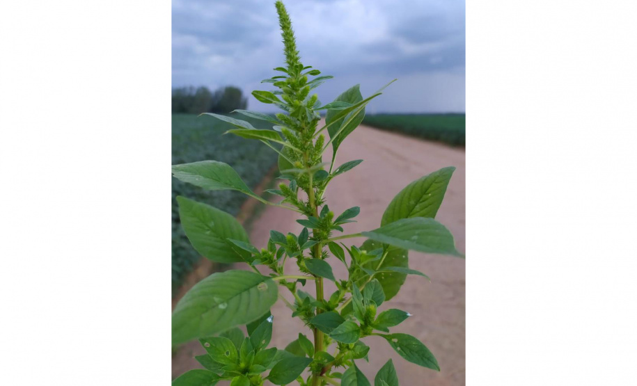 Adapar divulga plano de ação para monitorar planta daninha exótica