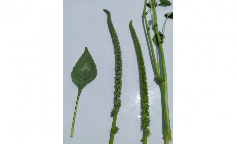 Adapar divulga plano de ação para monitorar planta daninha exótica