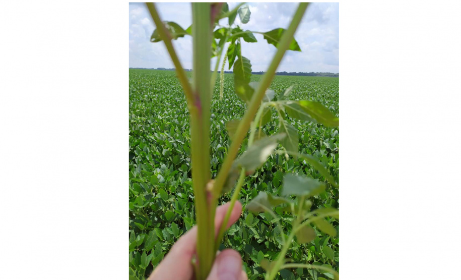 Adapar divulga plano de ação para monitorar planta daninha exótica