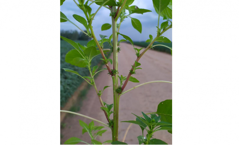 Adapar divulga plano de ação para monitorar planta daninha exótica