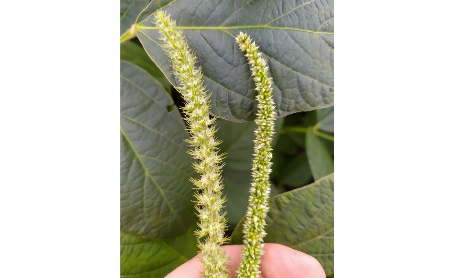 Adapar divulga plano de ação para monitorar planta daninha exótica