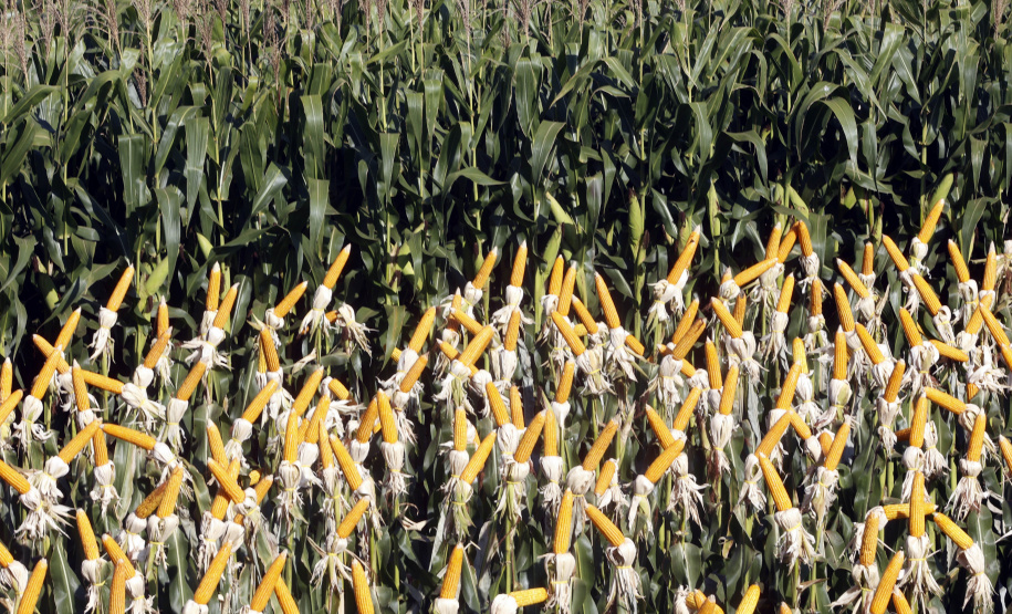 IDR-Paraná supera 200 mil atendimentos no Show Rural e fica ainda mais perto do produtor