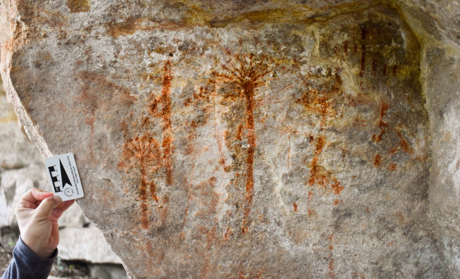 Grupo com professores da UEPG descobre registro rupestre inédito de araucárias