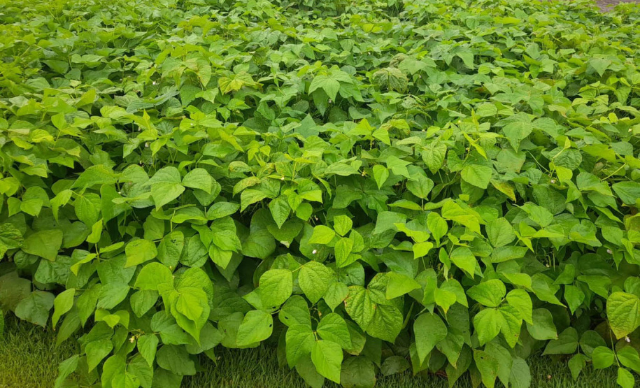 IDR-Paraná apresenta novas cultivares de feijão no Show Rural