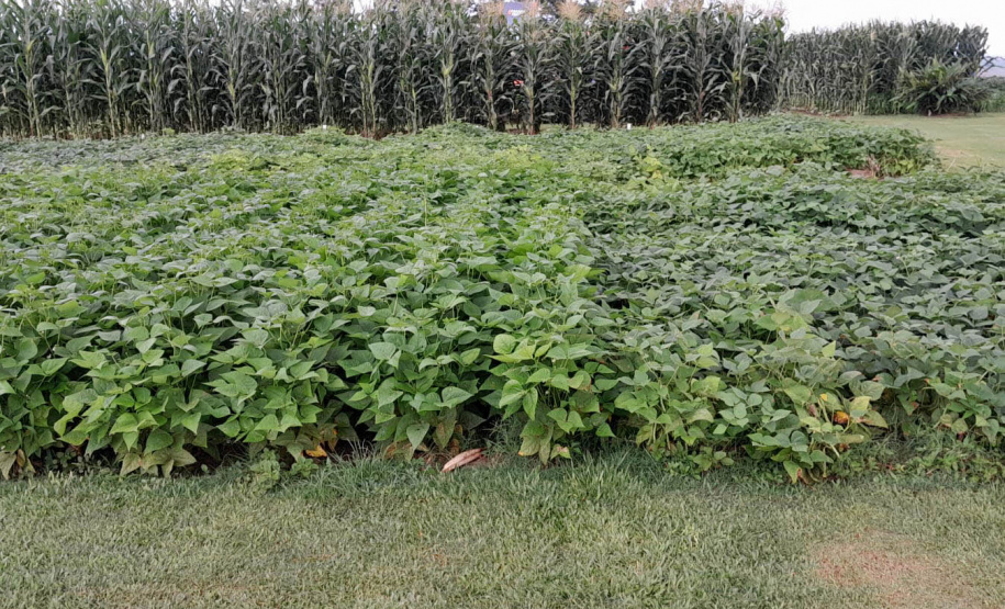 IDR-Paraná apresenta novas cultivares de feijão no Show Rural