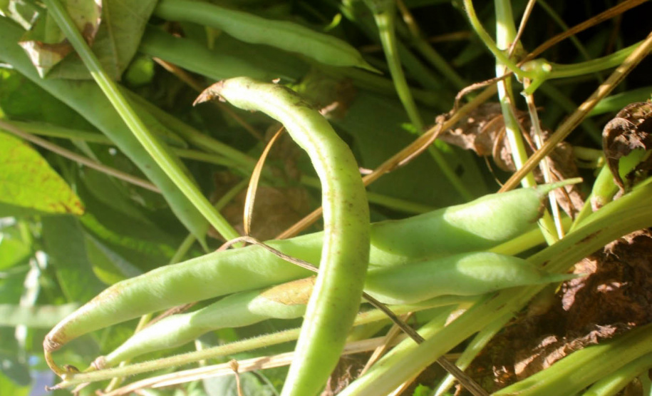 Nova cultivar de feijão do IDR-Paraná é destaque no Show Rural