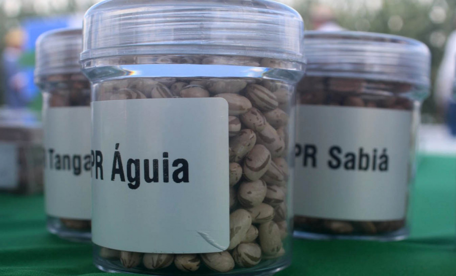 Nova cultivar de feijão do IDR-Paraná é destaque no Show Rural