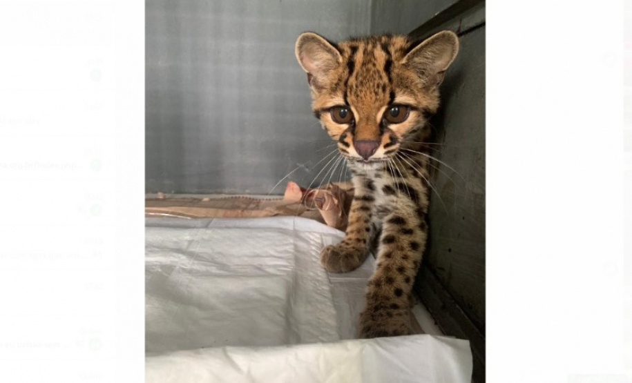 Após se recuperar em estrutura do Estado, gato-maracajá é solto em área de preservação