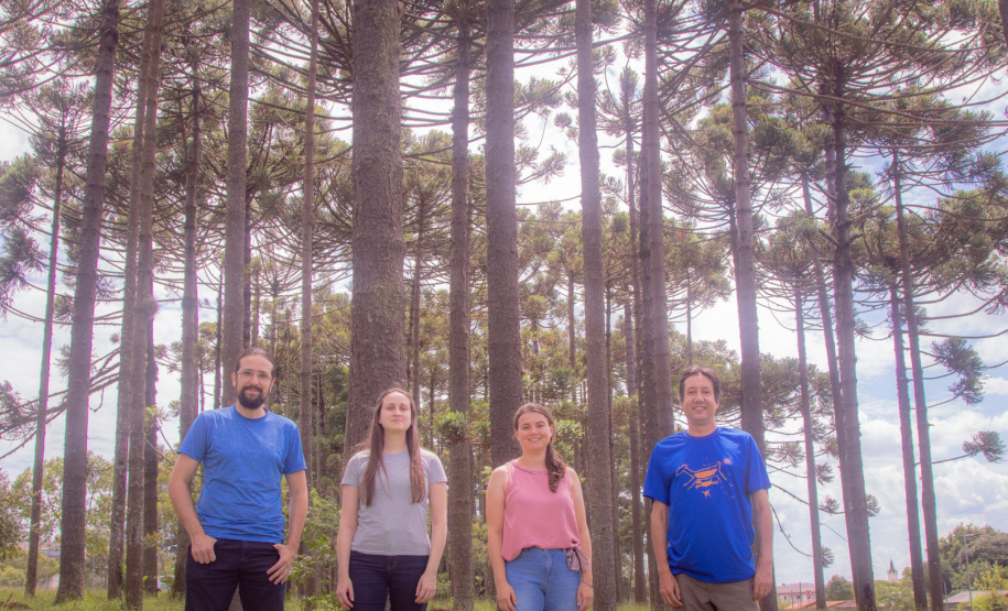 Grupo com professores da UEPG descobre registro rupestre inédito de araucárias