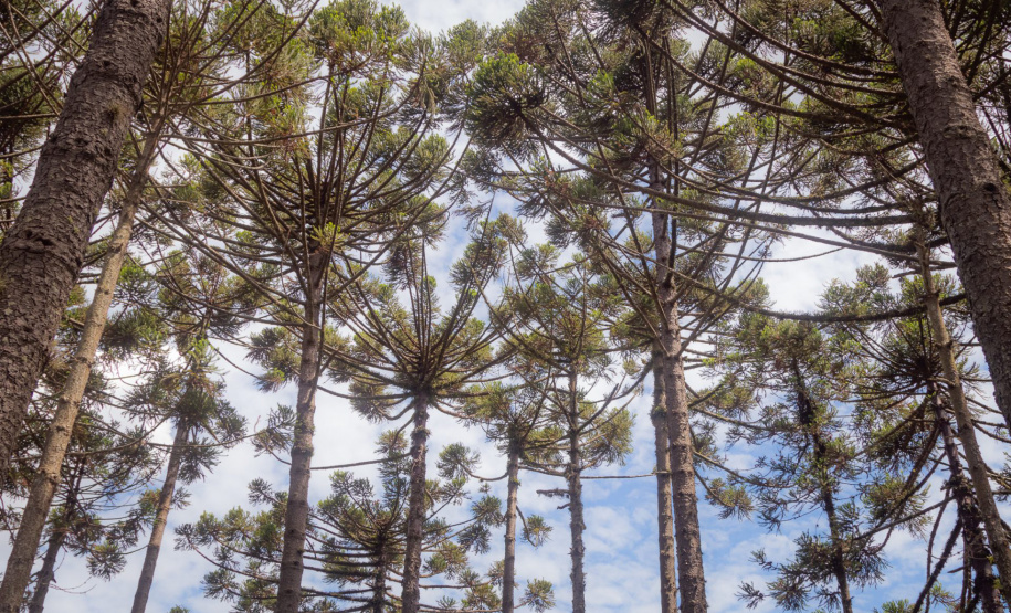 Grupo com professores da UEPG descobre registro rupestre inédito de araucárias