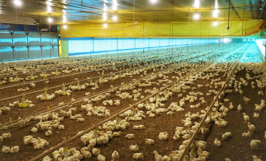 Adapar suspende participação de aves em eventos agropecuários por 90 dias