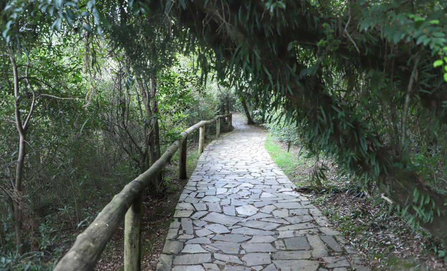 Pesquisadores botânicos percorrem diversas áreas protegidas no Paraná em busca de espécies ameaçadas da flora