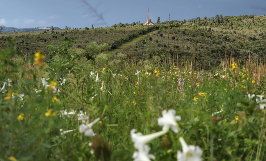 Pesquisadores botânicos percorrem diversas áreas protegidas no Paraná em busca de espécies ameaçadas da flora
