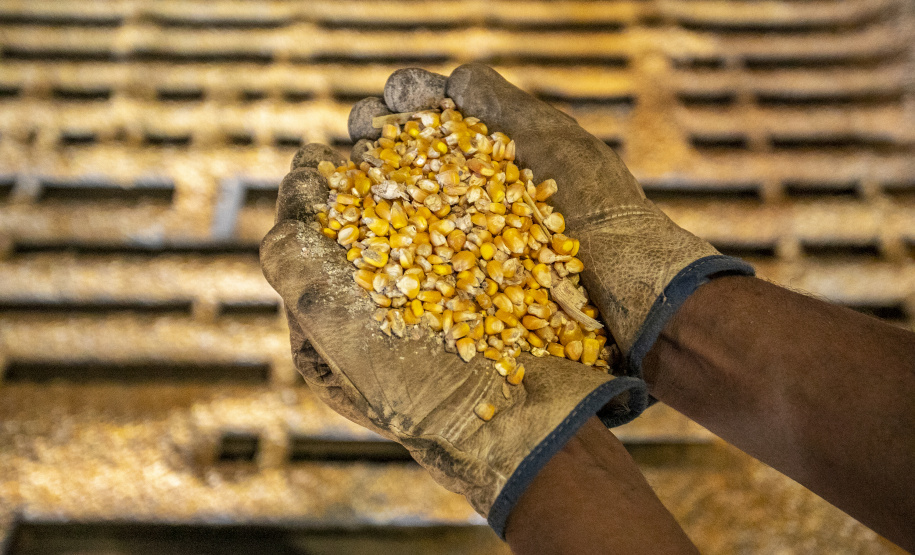 Janeiro foi de recorde nas exportações de grãos pelo Corredor Leste do Porto de Paranaguá