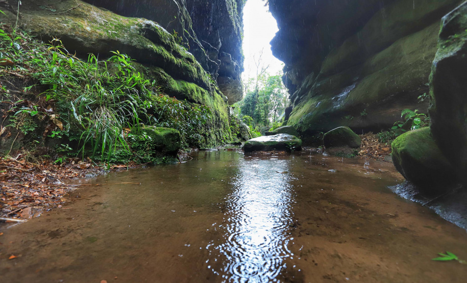 Pesquisadores botânicos percorrem diversas áreas protegidas no Paraná em busca de espécies ameaçadas da flora. Na foto, Parque Estadual de Vila Velha.