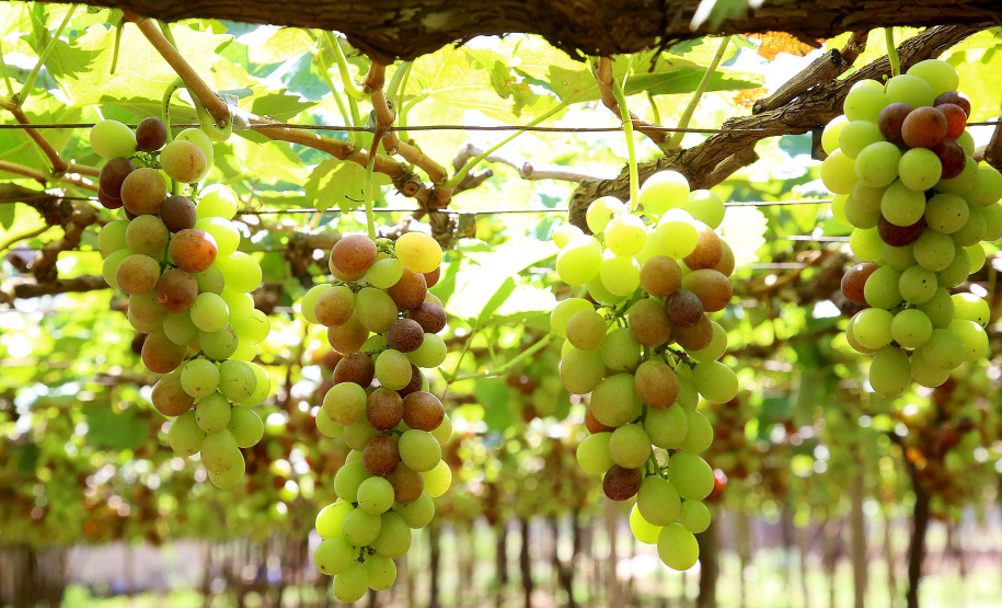 Programa de apoio à produção de uvas e derivados no Paraná reforça ações em 2023