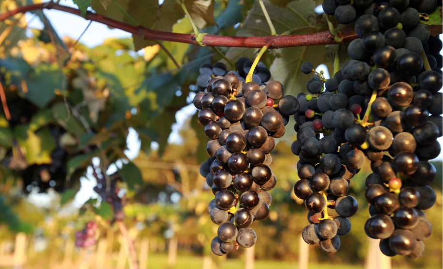 Programa de apoio à produção de uvas e derivados no Paraná reforça ações em 2023