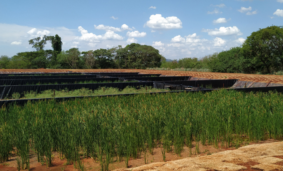 Sanepar implanta solução baseada na natureza para tratar lodo de esgoto de Santa Helena