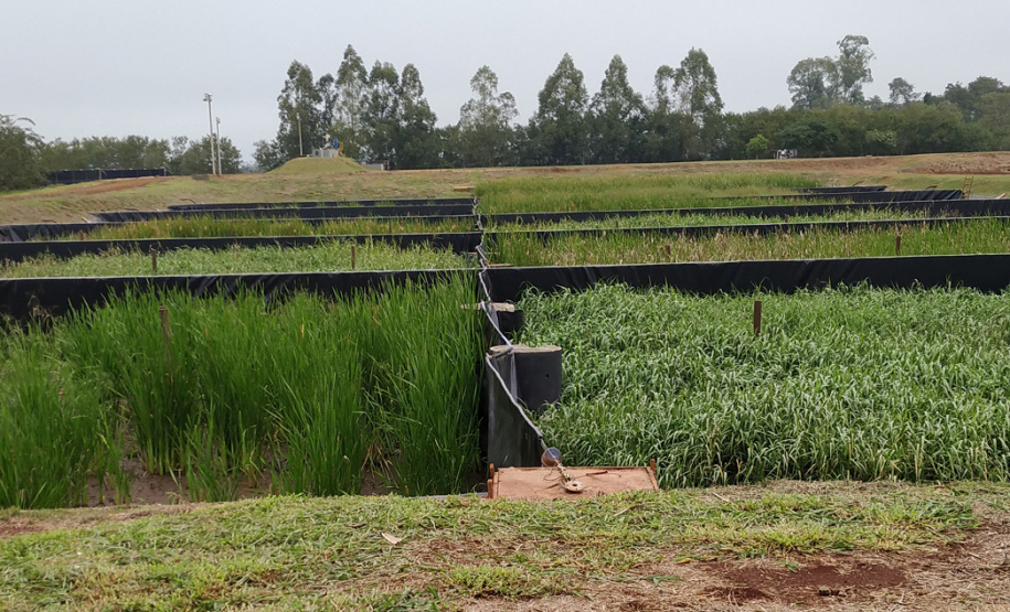 Sanepar implanta solução baseada na natureza para tratar lodo de esgoto de Santa Helena
