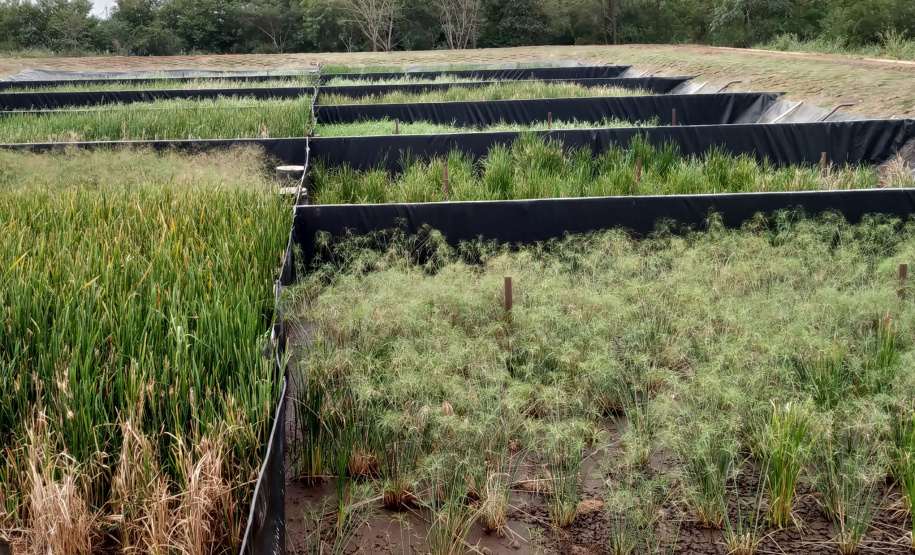 Sanepar implanta solução baseada na natureza para tratar lodo de esgoto de Santa Helena