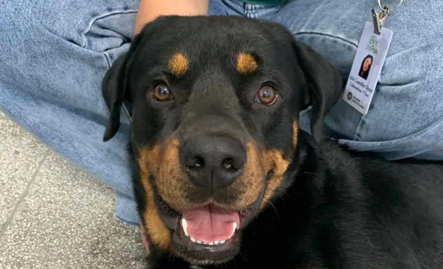 Laboratório especializado em transfusão de sangue em cães e gatos pede novos doadores