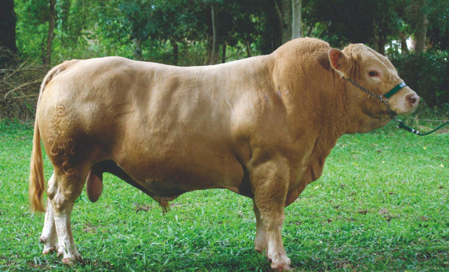 IDR-Paraná e associação de criadores realizam exposição da raça Purunã no Show Rural