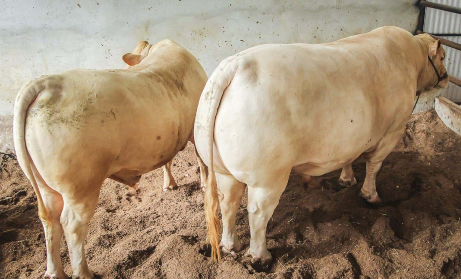 IDR-Paraná e associação de criadores realizam exposição da raça Purunã no Show Rural