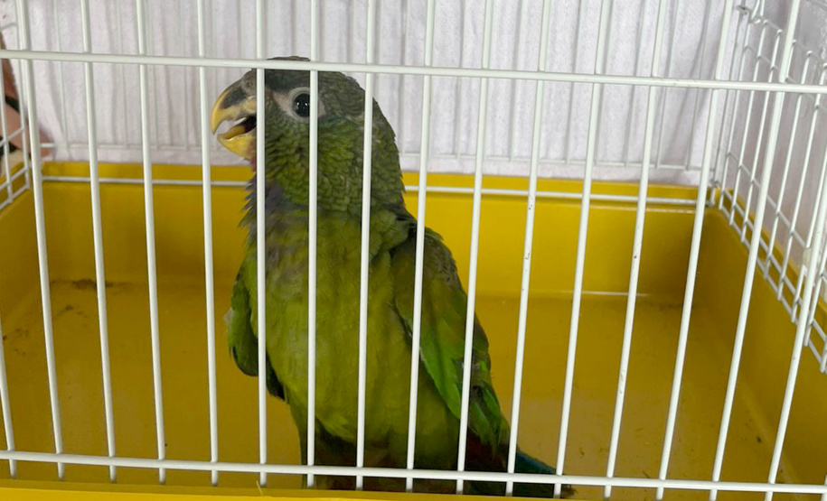 IAT resgata maitaca-verde feriada na zona rural de Pitanga