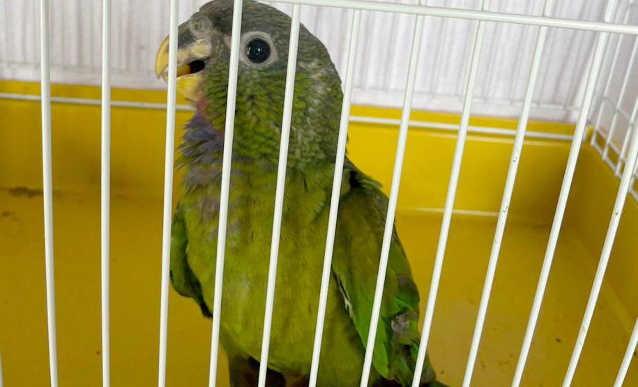 IAT resgata maitaca-verde feriada na zona rural de Pitanga