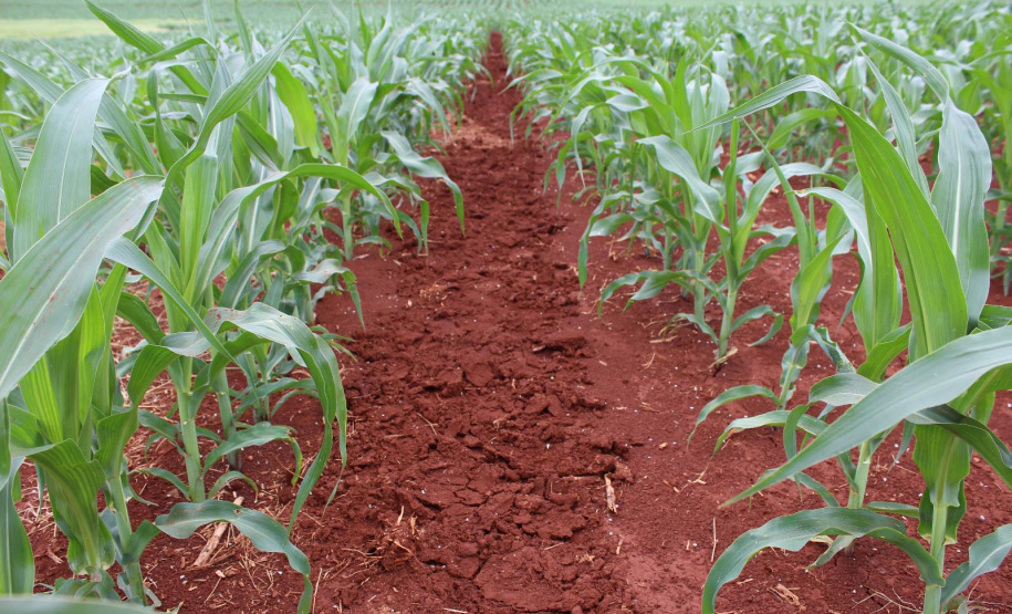 IDR-Paraná leva discussão sobre manejo da umidade do solo em lavouras anuais ao Show Rural