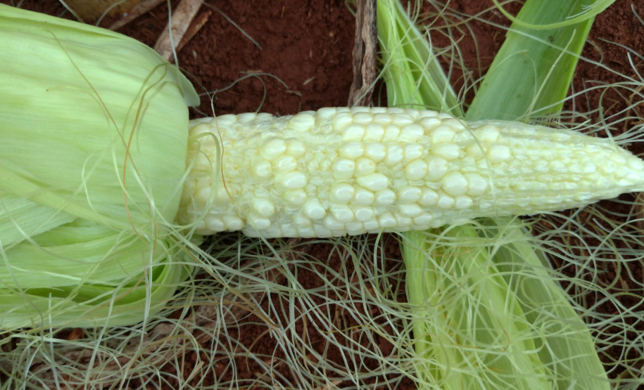 IDR-Paraná discute enfezamento do milho no Show Rural