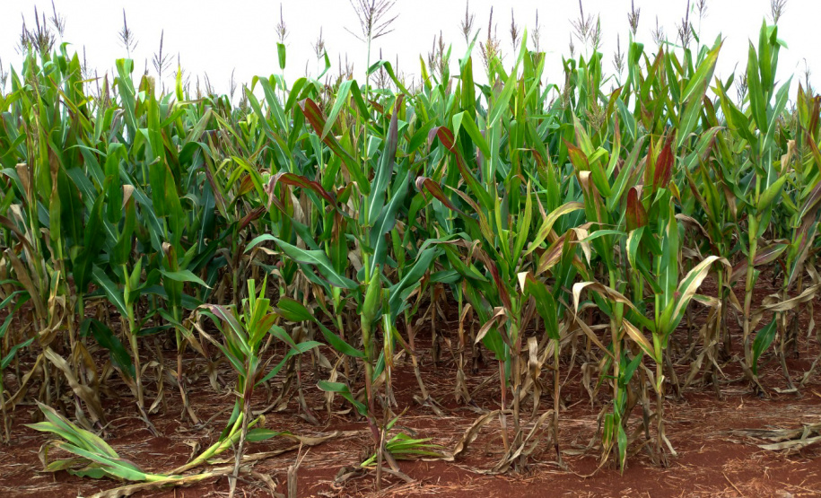 IDR-Paraná discute enfezamento do milho no Show Rural