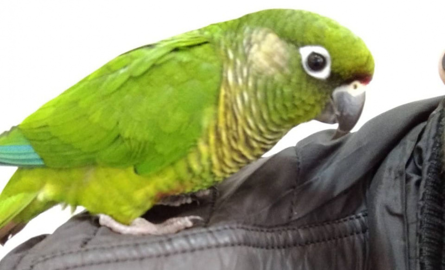 Governo incentiva a guarda responsável de animais silvestres vítimas de maus-tratos