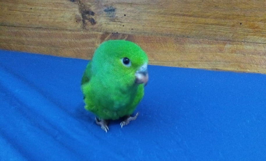 Governo incentiva a guarda responsável de animais silvestres vítimas de maus-tratos