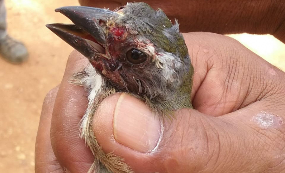 Governo incentiva a guarda responsável de animais silvestres vítimas de maus-tratos