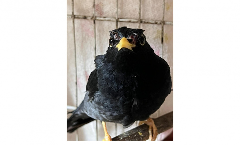 Governo incentiva a guarda responsável de animais silvestres vítimas de maus-tratos