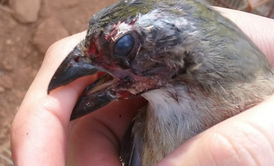 Governo incentiva a guarda responsável de animais silvestres vítimas de maus-tratos